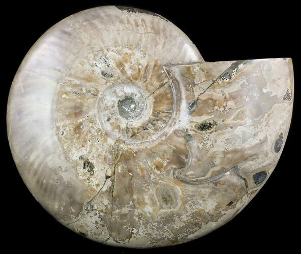Large, Wide, Polished Ammonite Fossil - Madagascar #51867